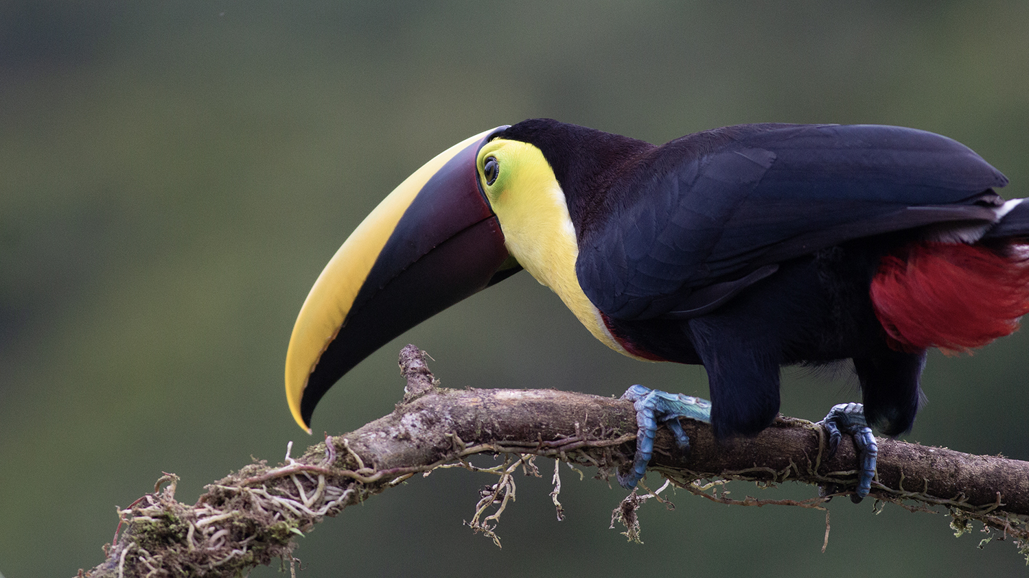 Yellow-throated Toucan